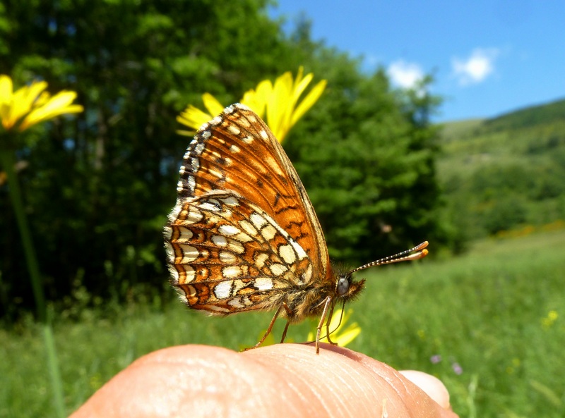 alla ricerca della Melitaea diamina